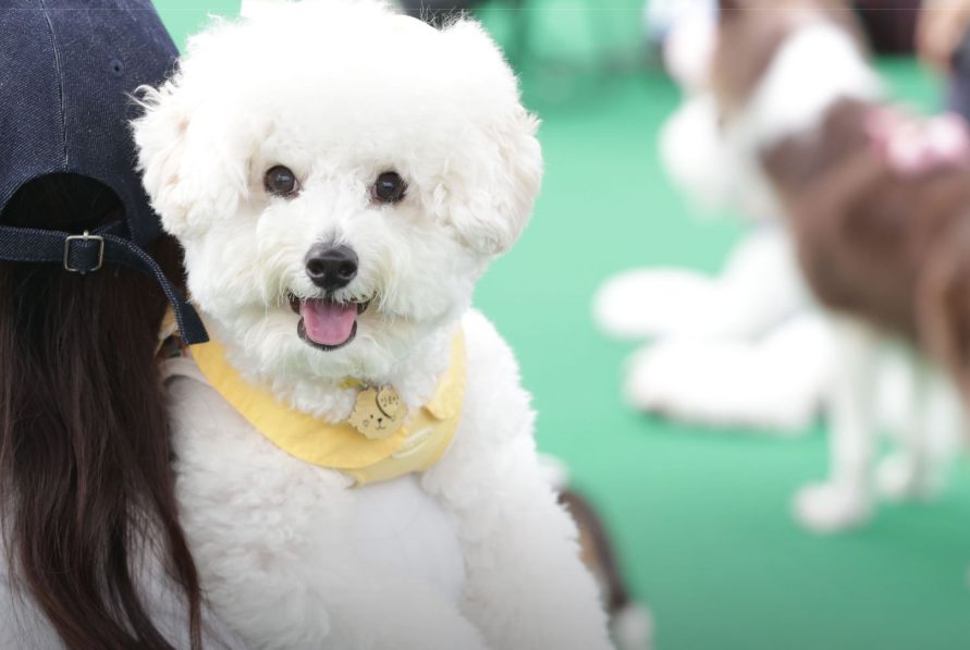 이사 당일 낯선 사람과 소음을 피해 보호자 품에 안겨 이동하는 강아지